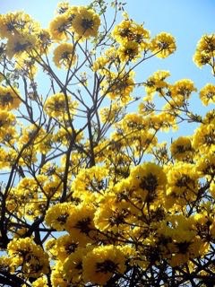Handroanthus serratifolius Yellow Trumpet Tree